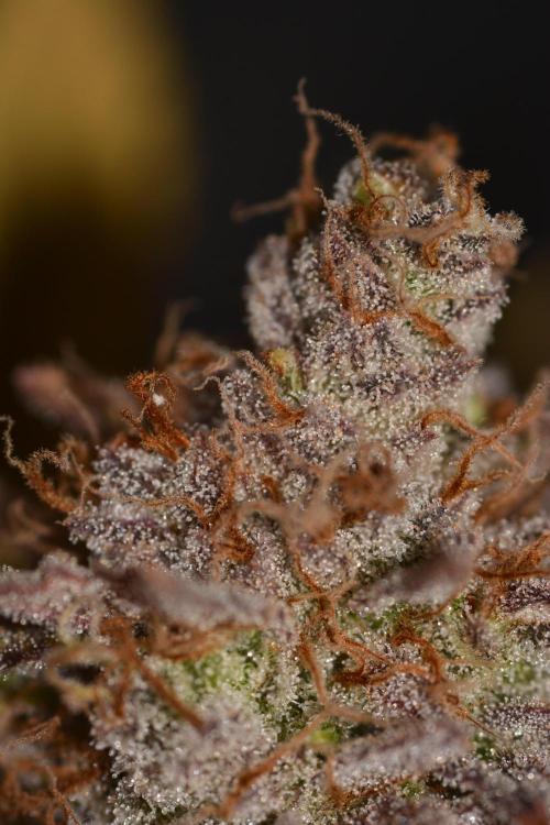 CadillacRainbow x BananaShack - GrandCru. Week 9