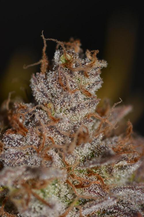 CadillacRainbow x BananaShack - GrandCru. Week 9