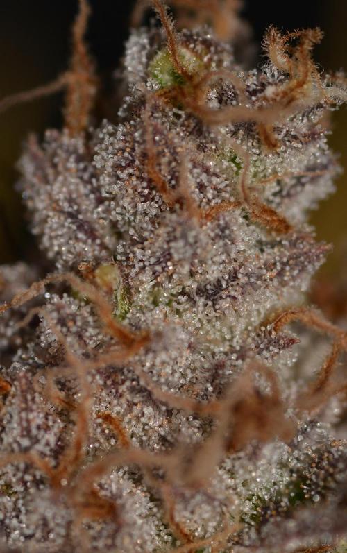 CadillacRainbow x BananaShack - GrandCru. Week 9