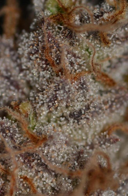 CadillacRainbow x BananaShack - GrandCru. Week 9