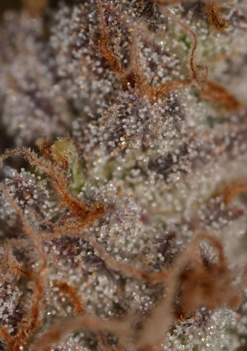 CadillacRainbow x BananaShack - GrandCru. Week 9