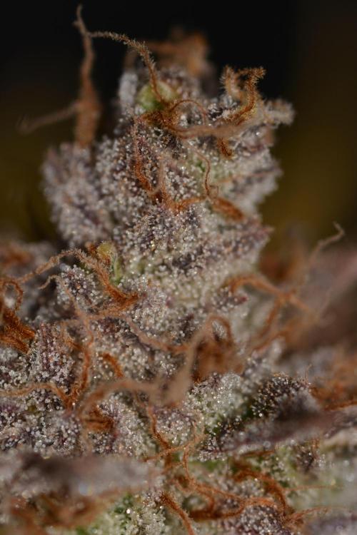 CadillacRainbow x BananaShack - GrandCru. Week 9