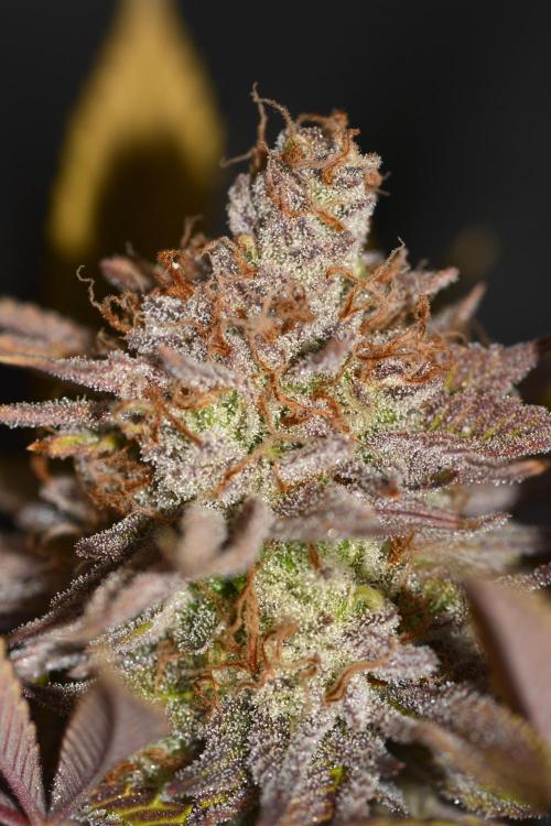 CadillacRainbow x BananaShack - GrandCru. Week 9