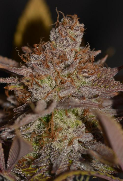 CadillacRainbow x BananaShack - GrandCru. Week 9