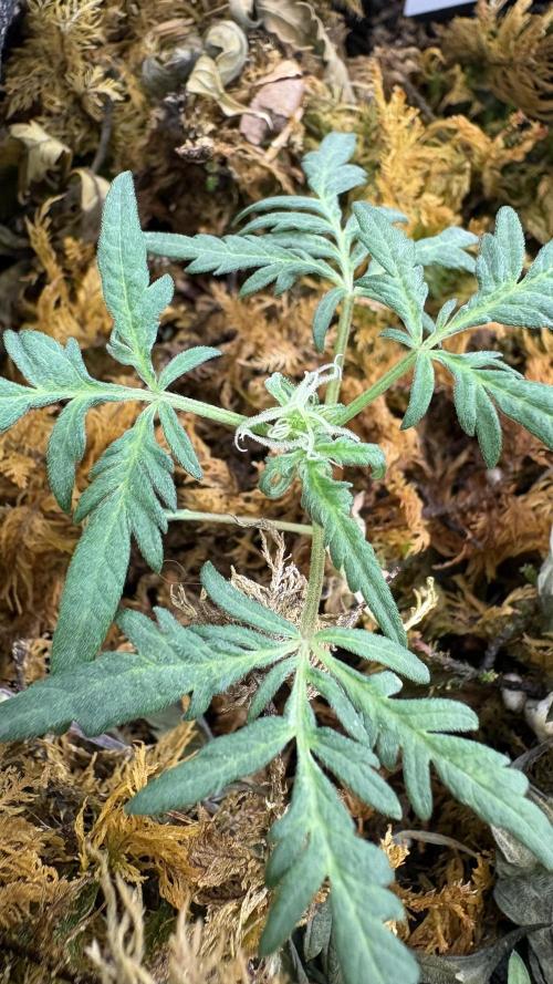 Frosty's Auto Freak. Week 2