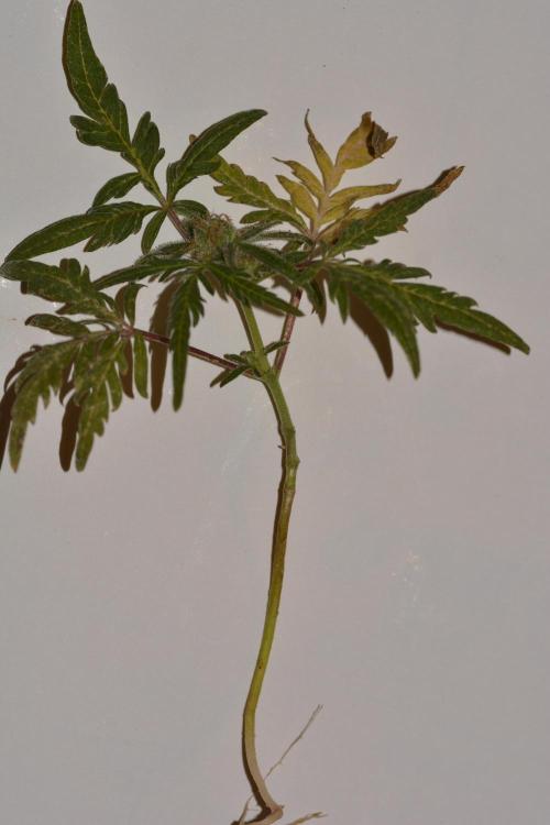 Frosty's Auto Freak. Week 3