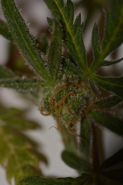 Frosty's Auto Freak. Week 3