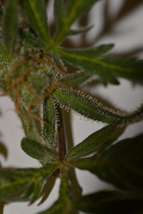 Frosty's Auto Freak. Week 3