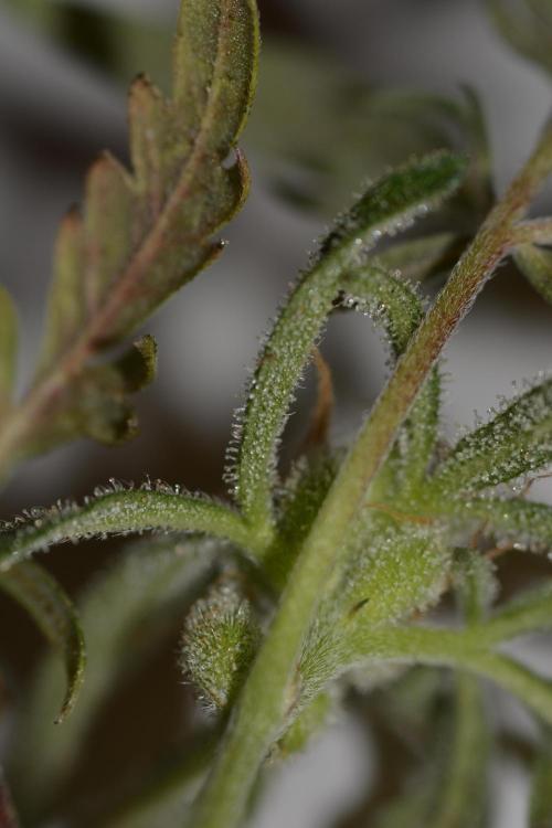 Frosty's Auto Freak. Week 3