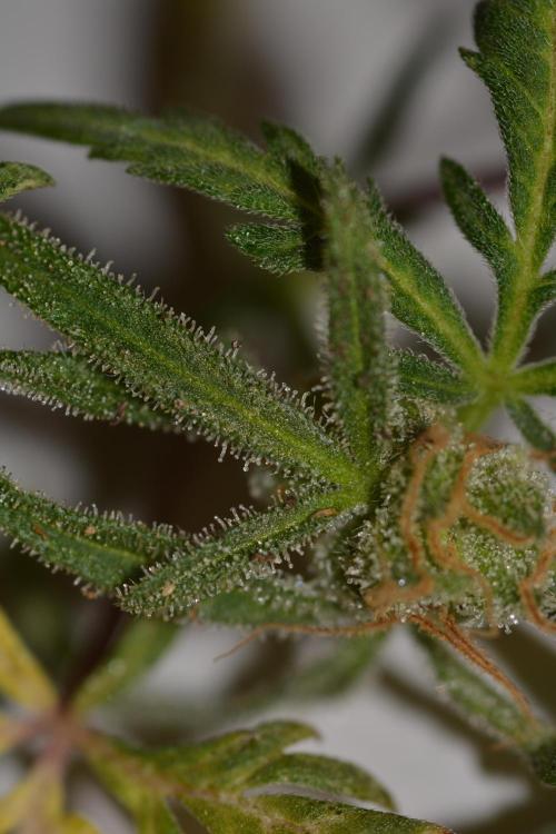 Frosty's Auto Freak. Week 3
