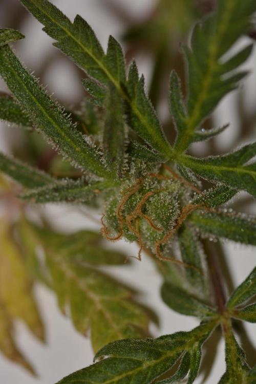 Frosty's Auto Freak. Week 3