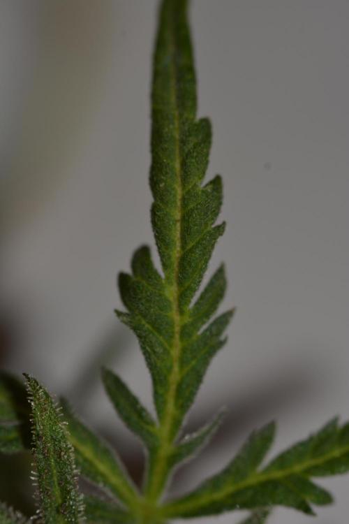 Frosty's Auto Freak. Week 3