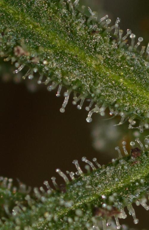 Frosty's Auto Freak. Week 3
