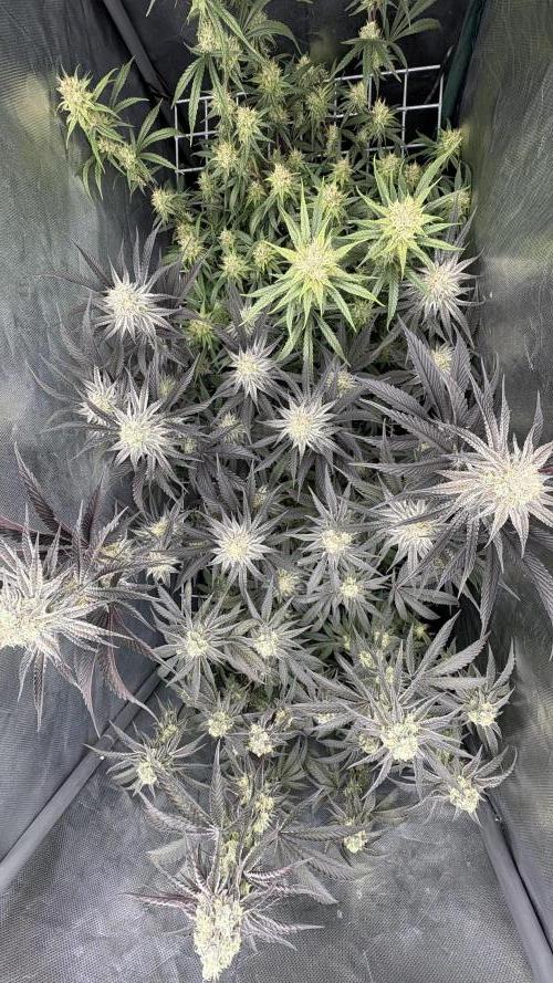 Marshmallow OG - Compound Genetics. Week 10