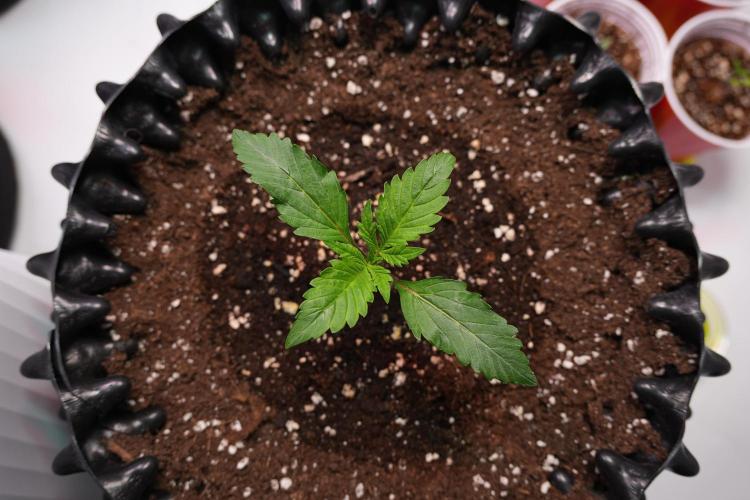Permanent Jealousy XL Auto. Week 1 - Day 7