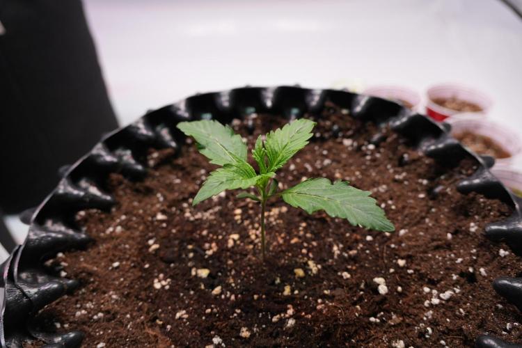 Permanent Jealousy XL Auto. Week 1 - Day 7