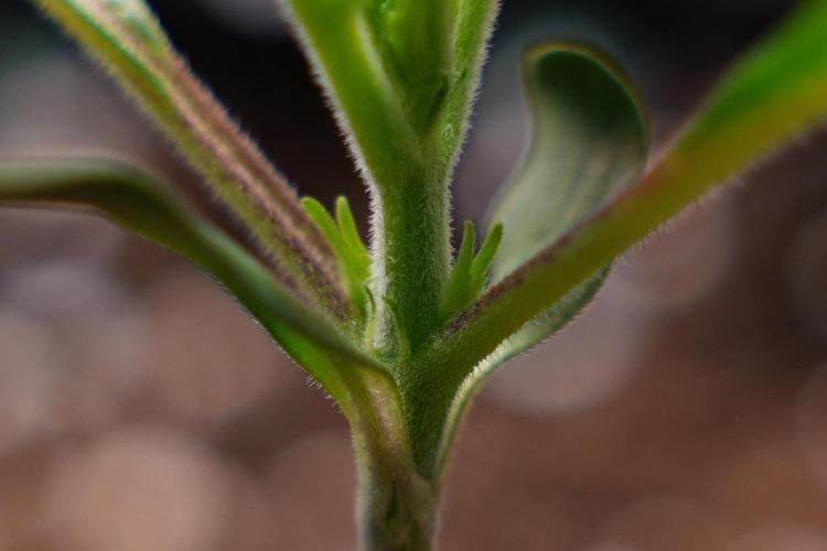 Permanent Jealousy XL Auto. Week 1 - Day 7