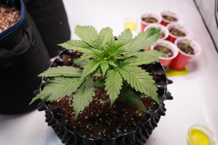 Permanent Jealousy XL Auto. Week 2 - Day 14
