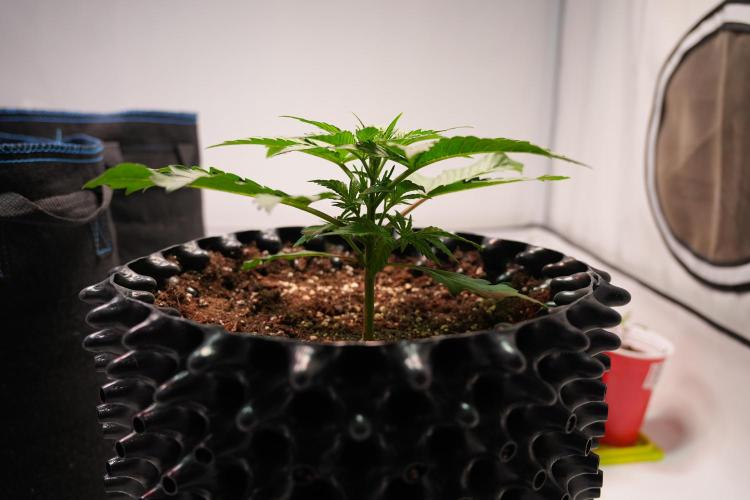 Permanent Jealousy XL Auto. Week 2 - Day 14
