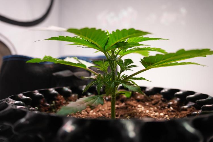 Permanent Jealousy XL Auto. Week 2 - Day 14