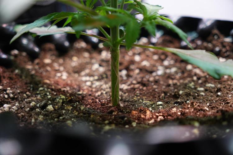 Permanent Jealousy XL Auto. Week 2 - Day 14