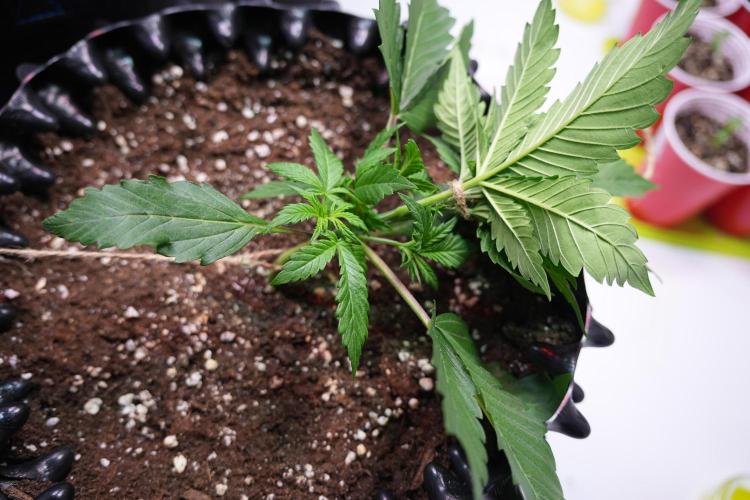 Permanent Jealousy XL Auto. Week 2 - Day 14 LST