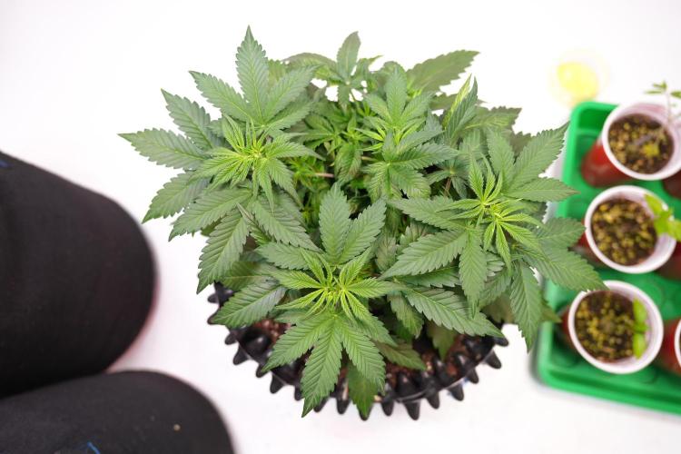 Permanent Jealousy XL Auto. Week 3 - Day 23