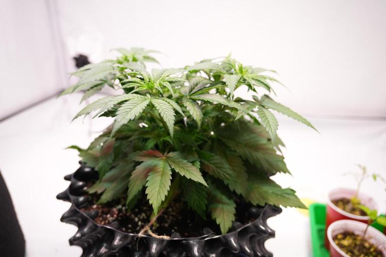 Permanent Jealousy XL Auto. Week 3 - Day 23