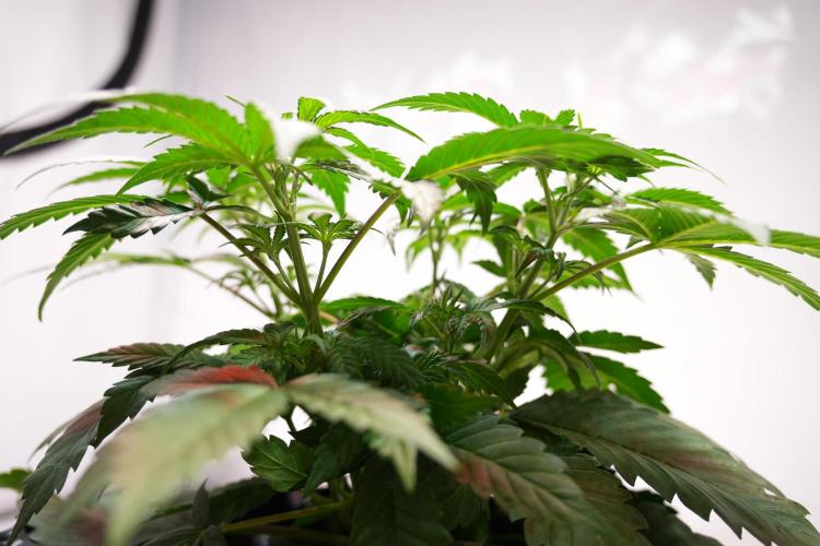 Permanent Jealousy XL Auto. Week 3 - Day 23