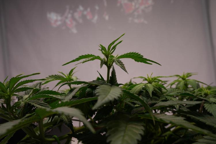 Permanent Jealousy XL Auto. Week 4