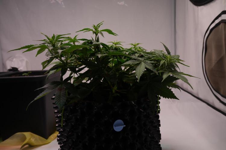 Permanent Jealousy XL Auto. Week 4 - Day 30