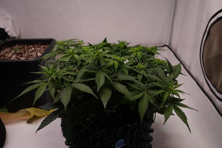 Permanent Jealousy XL Auto. Week 4 - Day 30