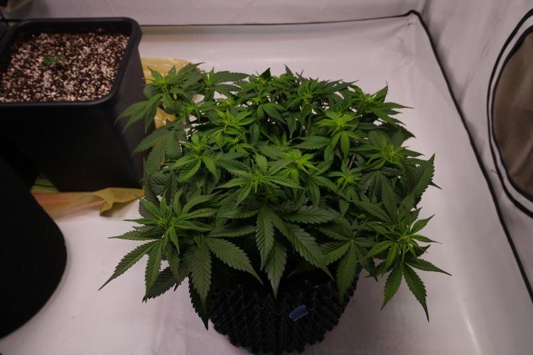Permanent Jealousy XL Auto. Week 4 - Day 30