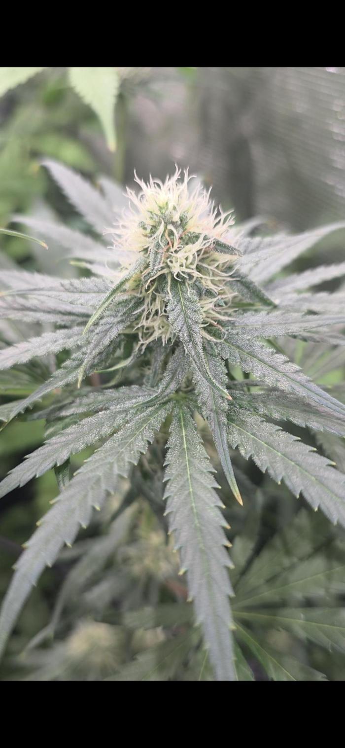 Volvimos😁🌱🌱. Week 7 - Va muy biien con buena cabesa central y ramas bajas cargadas