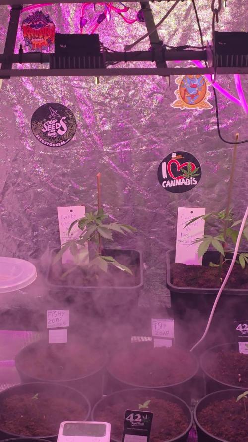 Bloomseedsre cream caramel