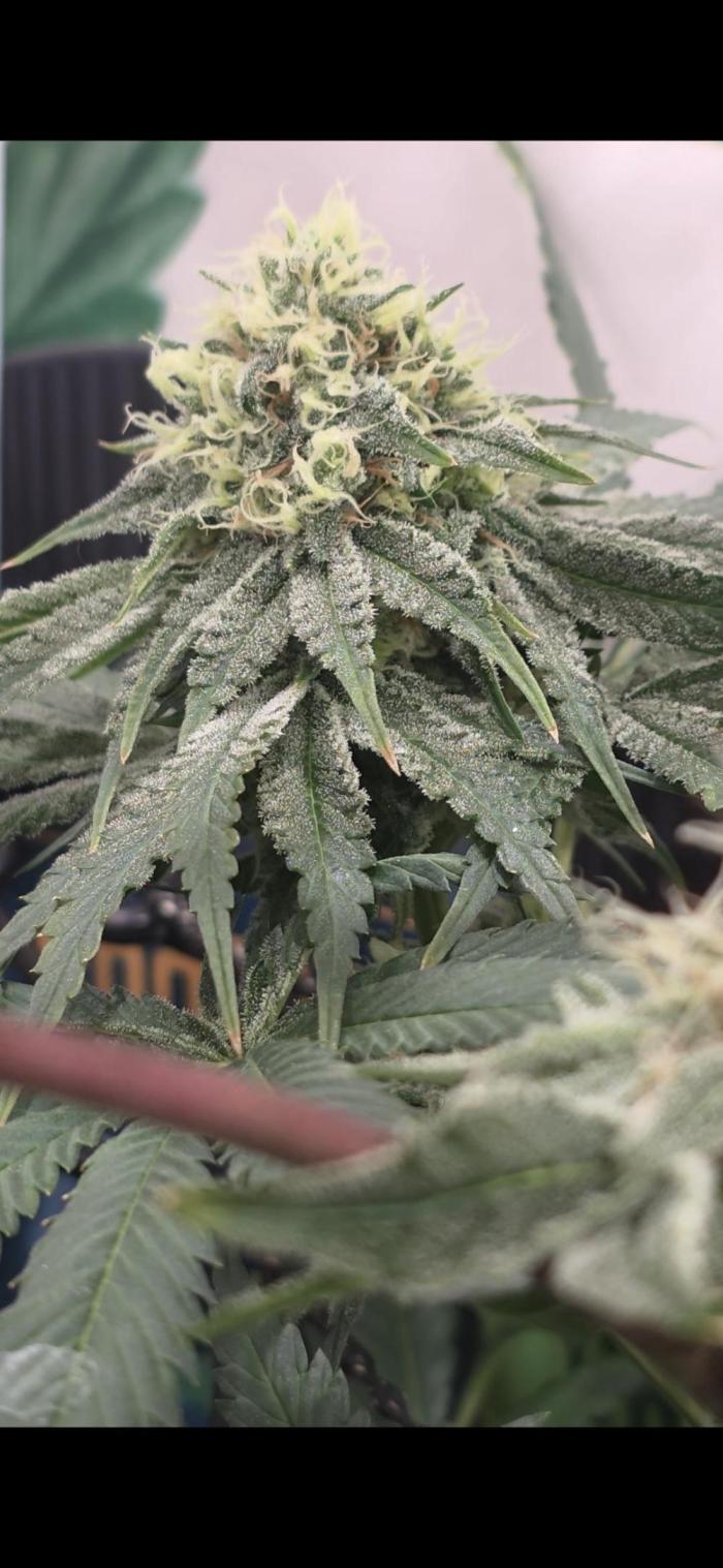 Probando las go fast de kannabia. Week 8 - Candy cream 