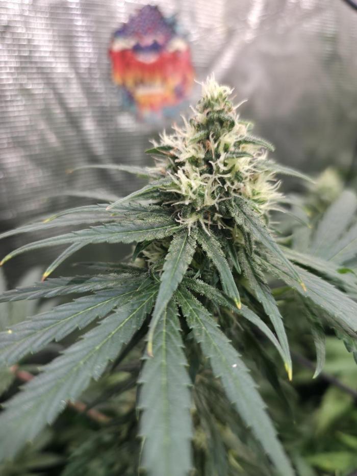 SUNSET SHERBET. Week 7