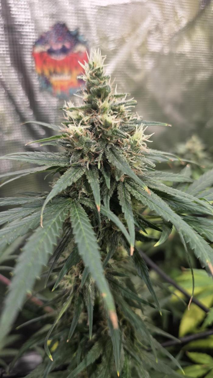 Volvimos😁🌱🌱. Week 8