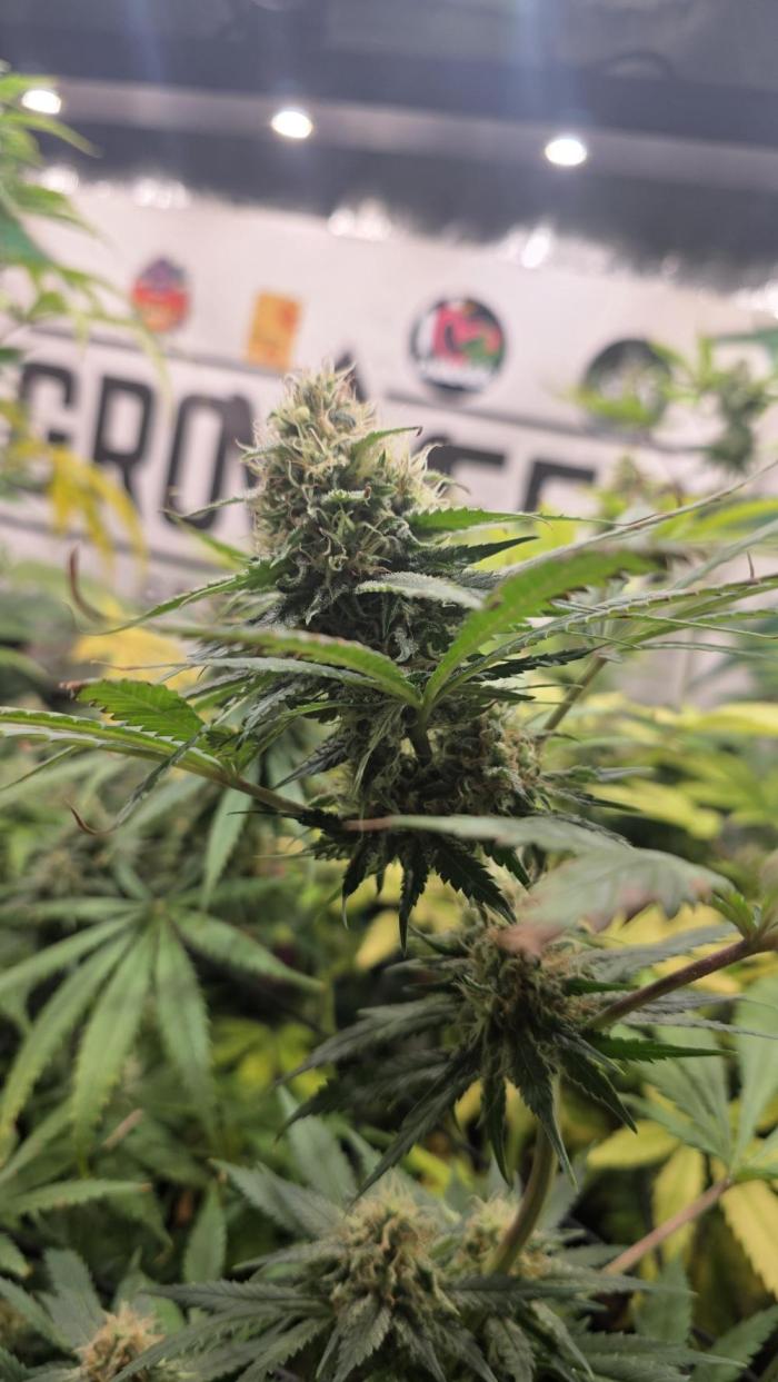 SUNSET SHERBET. Week 8