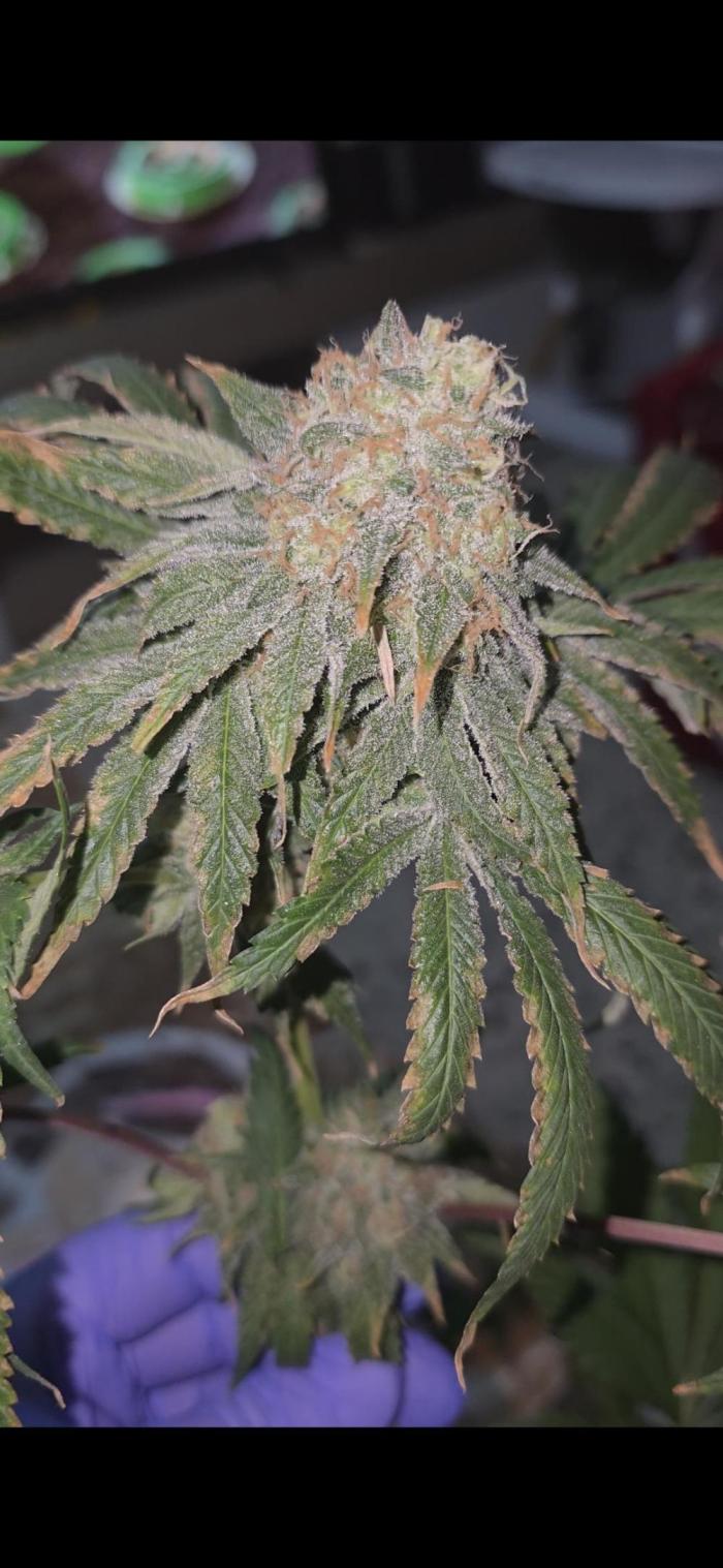 Probando las go fast de kannabia. Week 9 - Brutal bastante resinosa