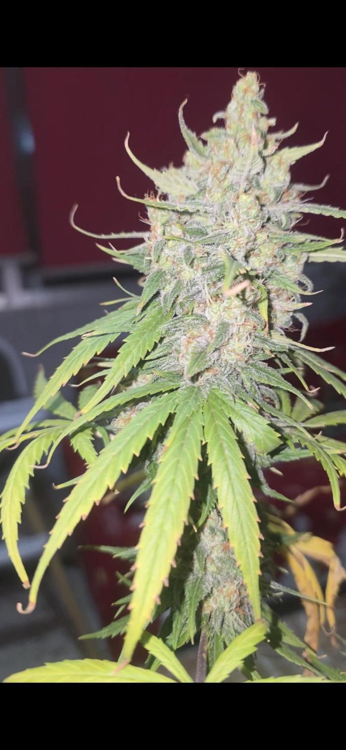 SUNSET SHERBET. Week 9 - Cosecha de este pino de navidad