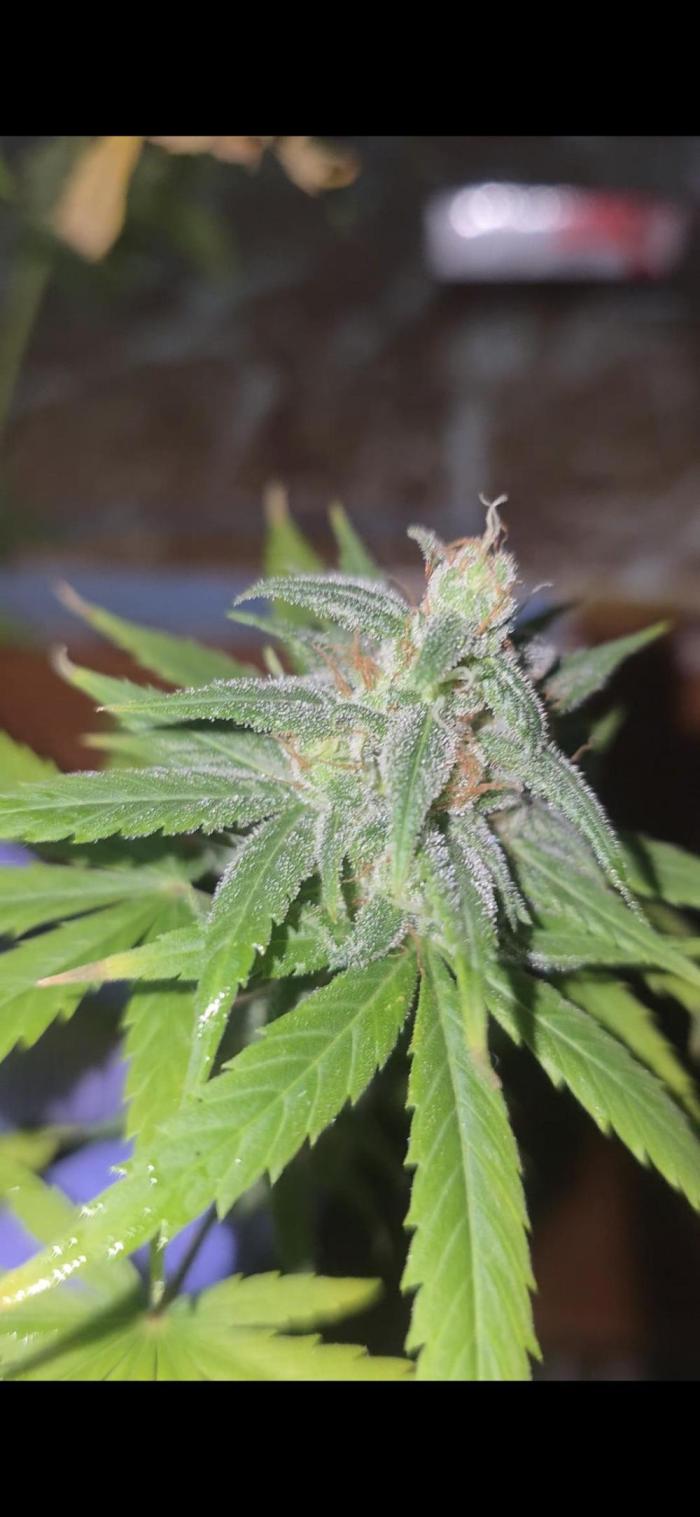 Volvimos😁🌱🌱. Week 9 - Muy bien