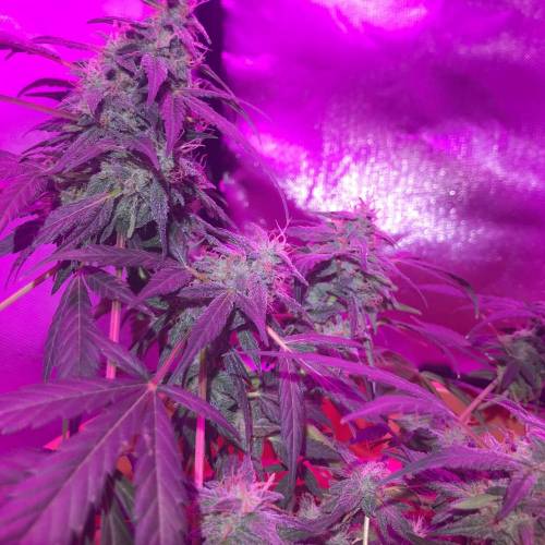 Pink Grapefruit auto . Week 9