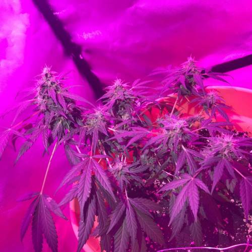 Pink Grapefruit auto . Week 9