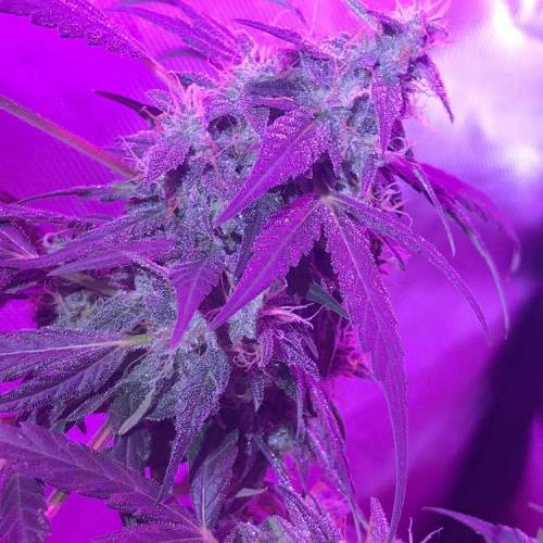 Pink Grapefruit auto . Week 9