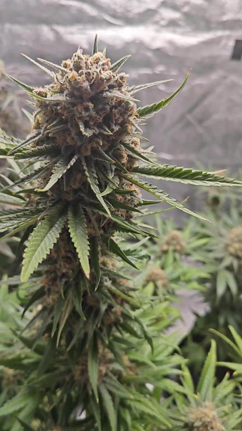 First grow