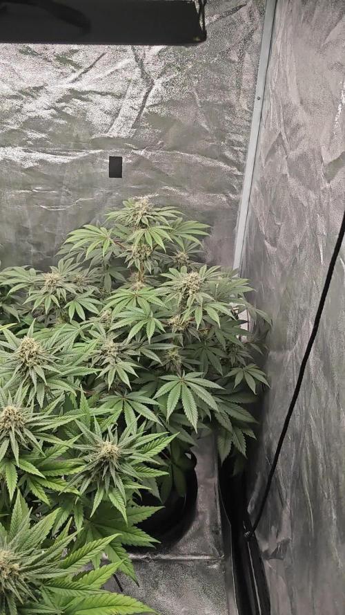 First grow