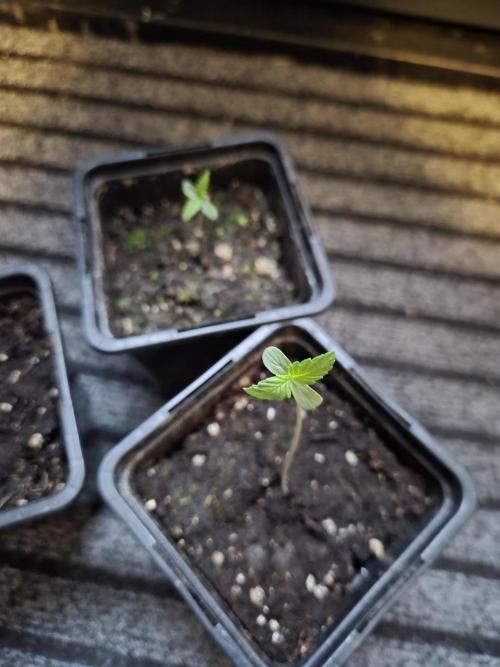 Kerosene Krash Autoflower. Week 1