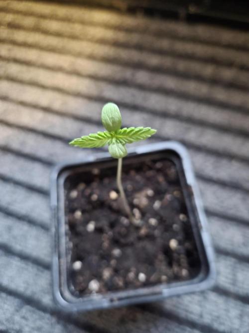 Kerosene Krash Autoflower. Week 1
