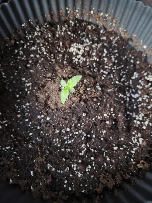 Kerosene Krash Autoflower. Week 1